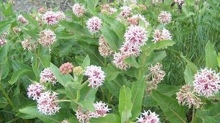 Speading Dogbane and Common Milkweed [upl. by Melquist]