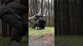 gundogtraining dogtraining labrador labradorretriever [upl. by Muna421]