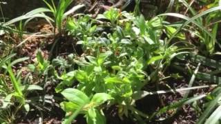 Growing Woodland Phlox  Phlox Divaricata [upl. by Lurlene]