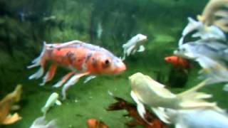 Japanese Koi Pond Underwater Camera GoPro webcam [upl. by Nnave405]