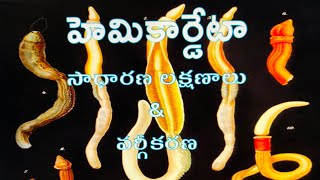 HemiChordata General characters amp Classification హెమికార్డేటా సాధారణ లక్షణాలు amp వర్గీకరణ [upl. by Nnyled]