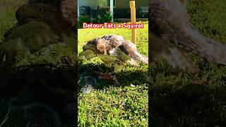 Another Squirrel Bites the Dust falconry birdsofprey shorts [upl. by Yevad647]