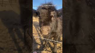 First bull calf in the weaning pen [upl. by Centeno226]