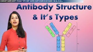 Antibody Structure amp its types I Immunology I Human health amp diseases I CSIRNET NEET GATE IITJAM [upl. by Annalla504]