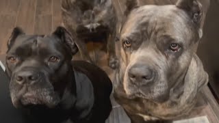 CANE CORSO amp PITBULL Food AGGRESSION [upl. by Notsuj]