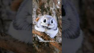 Japanese Flying Squirrel 💖 Adorable Flying Acrobats [upl. by Hplar]