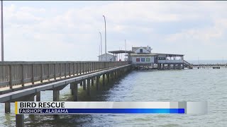 WATCH Second seabird rescued at Fairhope Pier within days  heres why [upl. by Rubliw384]