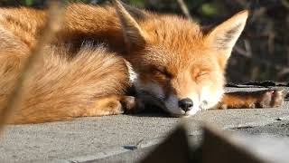 Cilla The Fox Lazing On A Sunday Afternoon [upl. by Toy]