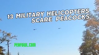 13 Military Helicopters Scare Peacocks Peacock Minute peafowlcom [upl. by Aires]