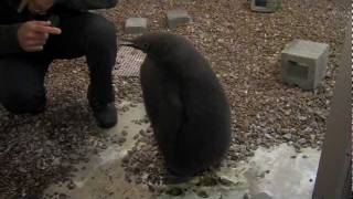 King Penguin BabyCincinnati Zoo [upl. by Ynaffet]