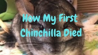 ChinVlogs  How My First Chinchilla Died [upl. by Sherrill]