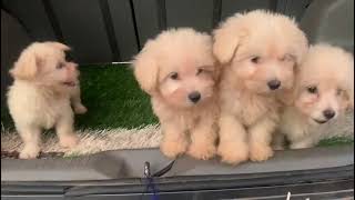 Maltipoo Dogs 🐕 ♥️ [upl. by Chemaram]