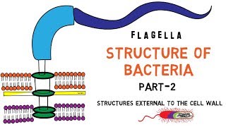 Structure of Bacteria  Part 2  Flagella  Pili  Capsule [upl. by Phillida552]