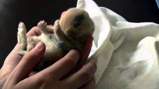 Baby Bunny  9 Day Old Rabbit Grooming Himself [upl. by Auhsohey]