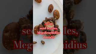 Asian Seed Beetles Megabruchidius dorsalis are feeding on sweet water Entomology in Ukraine [upl. by Elocyn235]