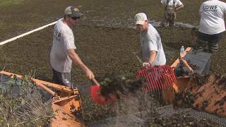 Researchers use weevils to control salvinia [upl. by Dalila]