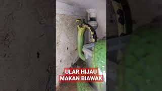 GONYOSOMA MAKAN BIAWAK [upl. by Aluino]