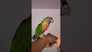 The Beautiful Coloration Bird Yellow Sided Conure Available 🥰Hyper Red Factor 🔥🔥Tamed amp Trained [upl. by Britteny]