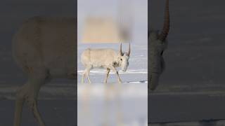 Saiga Antelope sounds and photos [upl. by Keynes803]