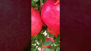 Harvesting thousands of tons of pomegranates in the US farming pomegranate fruit harvest [upl. by Ahsieni]