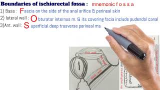 ischiorectal fossa content and boundaries made easy [upl. by See123]