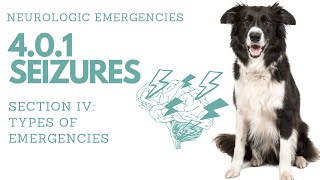 401 Seizures in Pets Neurologic Emergencies︱Pet First Aid Course [upl. by Ekrub]