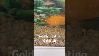 My goldfish would eat your fish fish goldfish short aquarium [upl. by Vivyan72]