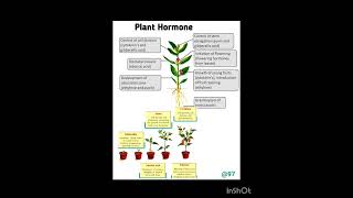 Plant hormones detailed explanation biology science plants hormones [upl. by Ylevol689]