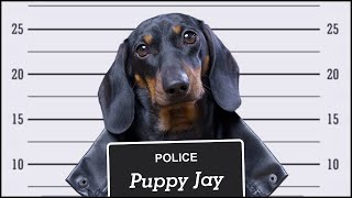 Puppy Jay Always Young and Brave Official Music Video [upl. by Ham]