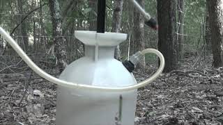 mixing and using Remedy Ultra hardwood herbicide [upl. by Tallulah]