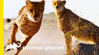 How Do Cheetahs Run So Fast  How Do Animals Do That [upl. by Torruella]