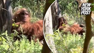 Bigfoot captured in wild viral video by terrified hiker ‘Scariest moment of my life’ [upl. by Ramin]