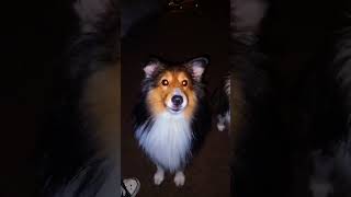 •⚡• is the breed of your dog underrated or overrated in the DCshelties fypシ゚viral barking night [upl. by Solrak723]