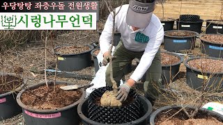 400mm 매직화분에 체리묘목 심기 [upl. by Martainn]