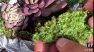 Cushion Moss Leucobryum Glaucum [upl. by Starlene]