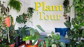 House plant tour 2023  All my plants in my small apartment [upl. by Hassi]