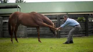 Equine Massage amp Muscle Release  Raymond Bove [upl. by Setsero]