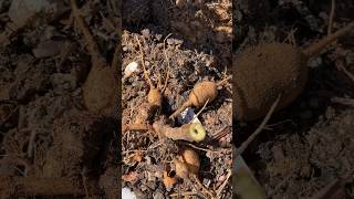 Digging up dahlia tubers to preserve from severe winter dahlias dahliaplant gardenvlog garden [upl. by Aralomo]