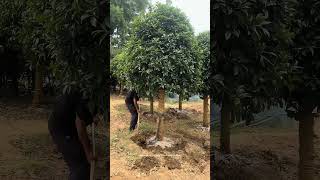 Grow Osmanthus Fragrans Tree Seedlings For Sale [upl. by Ori]