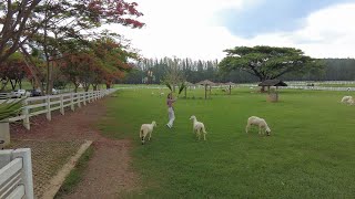 4K Khao Yai Farm Chok Chai Walking Tour [upl. by Kareem]