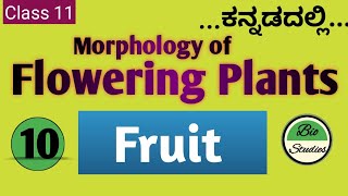 Class 11 ಕನ್ನಡದಲ್ಲಿ  Morphology of Flowering Plants  10  Fruit [upl. by Aerdnaed456]