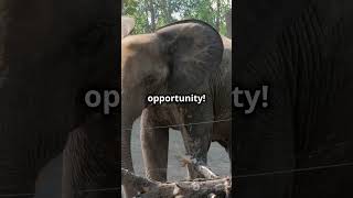 The Elephants Big Adventure bedtimestory kidstales storytime bedtimestory storytime [upl. by Elijah429]