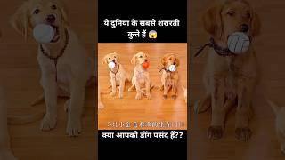 ये दुनिया के सबसे शरारती कुत्ते हैं 😱  short dog movie recap [upl. by Nosinned]