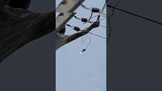 3phase connection check using Lamp  Lineman Universe  ytshorts lineman electrical [upl. by Ivett899]