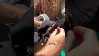 Removing sea lice from fish outdoor fish westerncape saltwaterfish [upl. by Leroi]