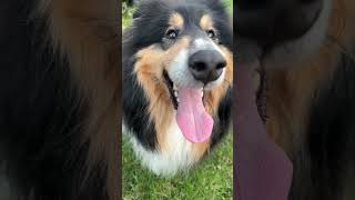 Rough Collie Dogs A TailWagging Symphony of Happiness and Devotion shorts [upl. by Gray676]