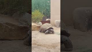 The Super Slow Aldabra Tortoise [upl. by Quinta]