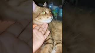 Kalke bristy muyejja voy voy ache Ghum nai tar chokhe subscribe foryou everyone catlover [upl. by Nnanaej]