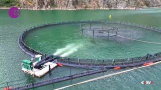 Salmon Farming Thrives in Landlocked Xinjiang Northwest China [upl. by Lime609]