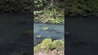 Whangarei Waterfalls nztravell traveldestinations travel waterfall [upl. by Stanway]